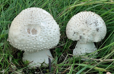 Igel-Wulstling (Amanita solitaria) - © Michaela und Gernot Friebes